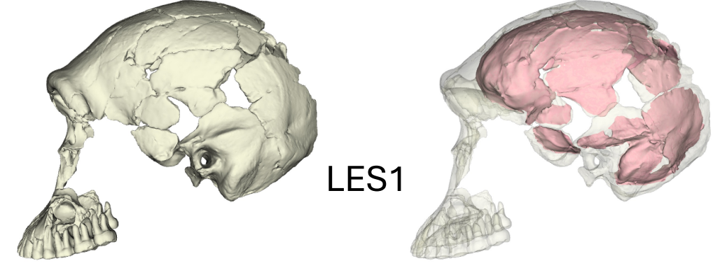 Homo naledi endocast